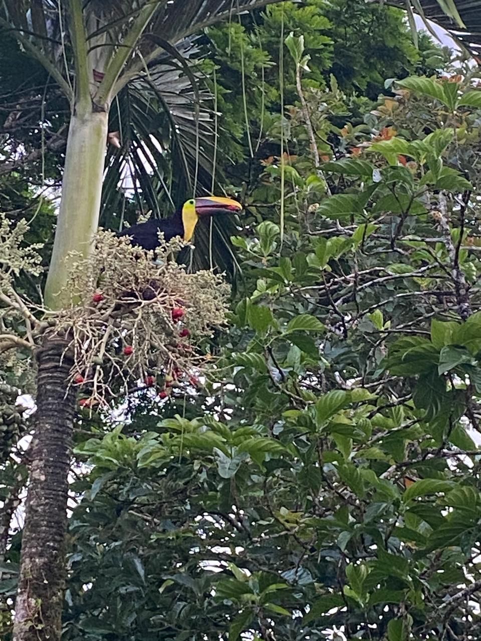 Un ave posada en una rama de árbol, rodeada de follaje denso.