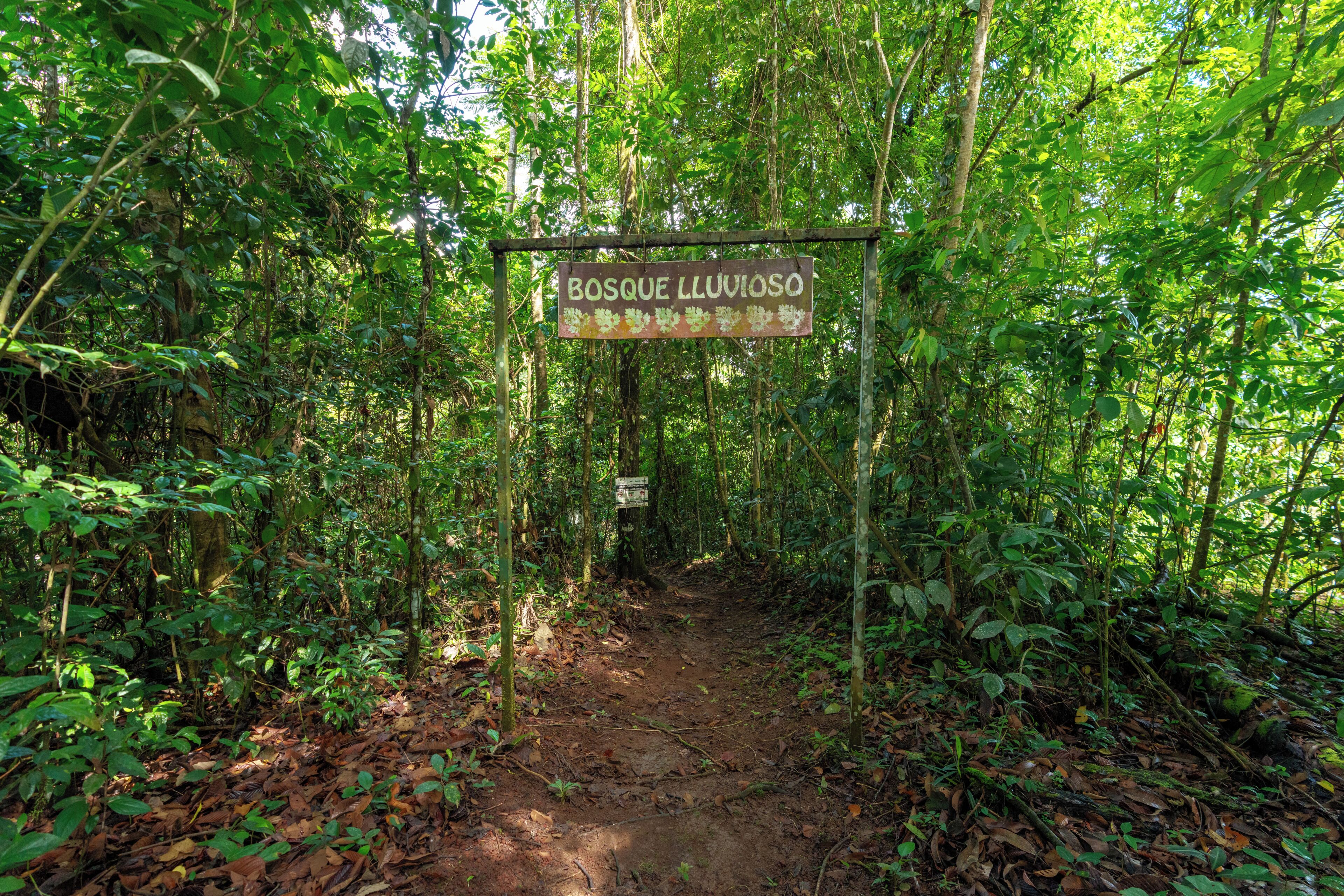 Sendero arbolado con un letrero que dice 'Bosque Lluvioso'.