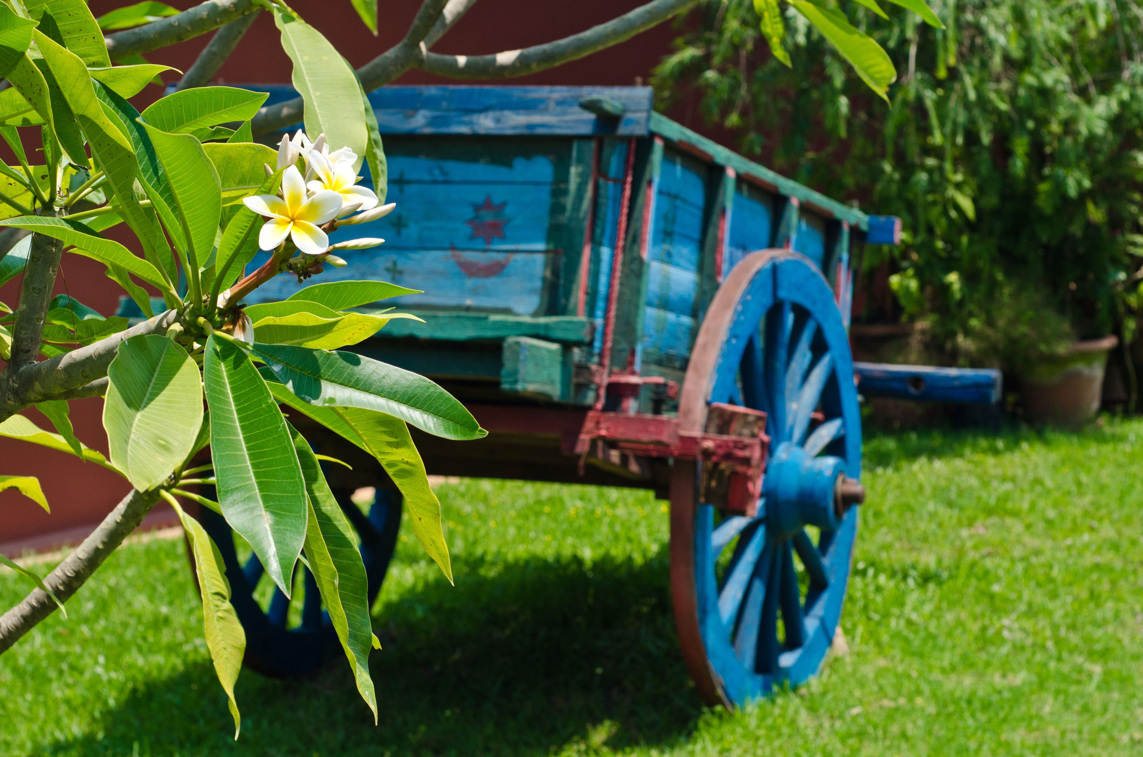 A blue cart with a star design, positioned on a grassy area with green leaves and a white flower in the foreground.