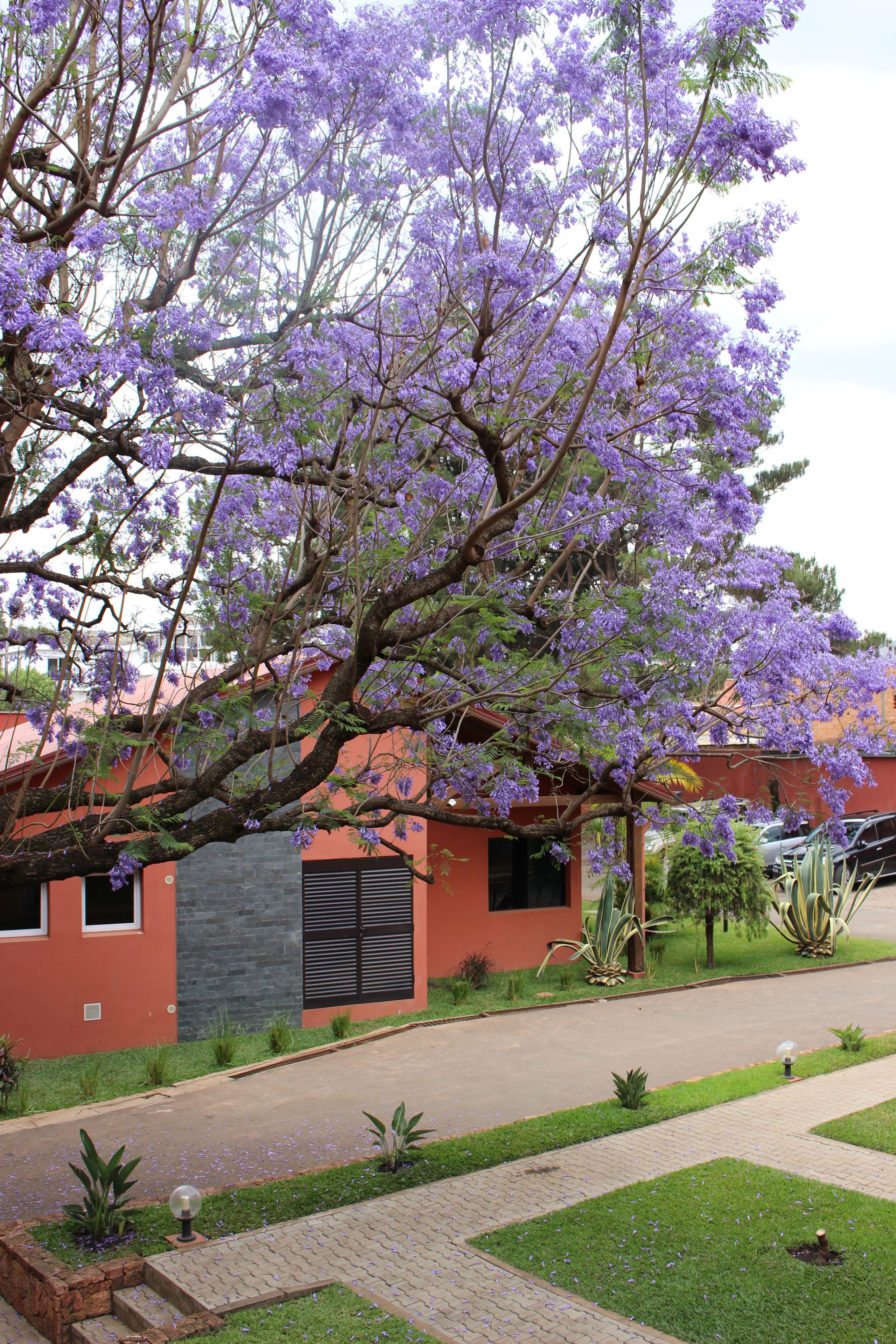 Une maison à l’extérieur rouge, avec une allée et un arbre aux fleurs violettes.