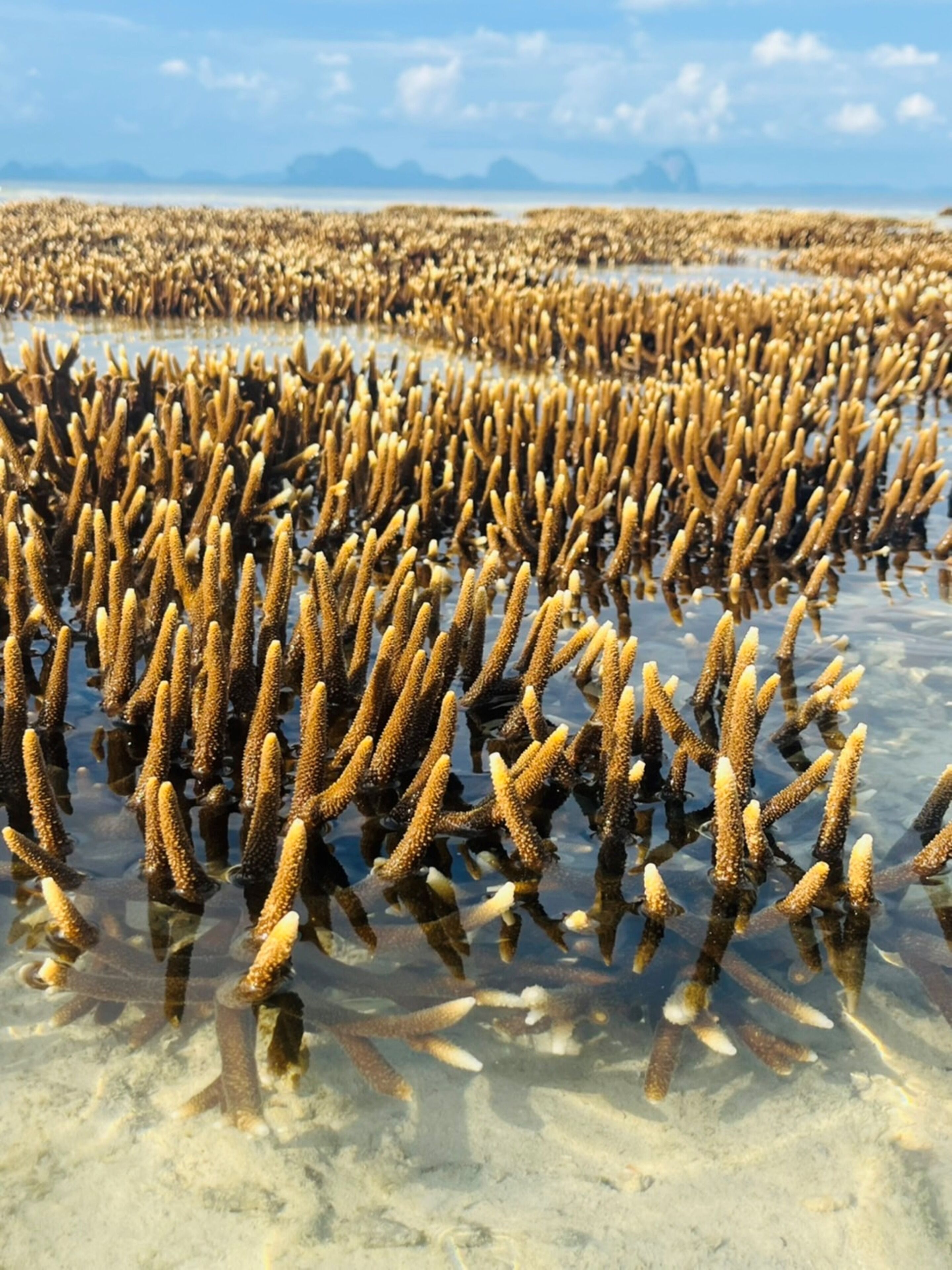 Une plage où l’on trouve de denses amas d’algues dorées dans des eaux peu profondes.