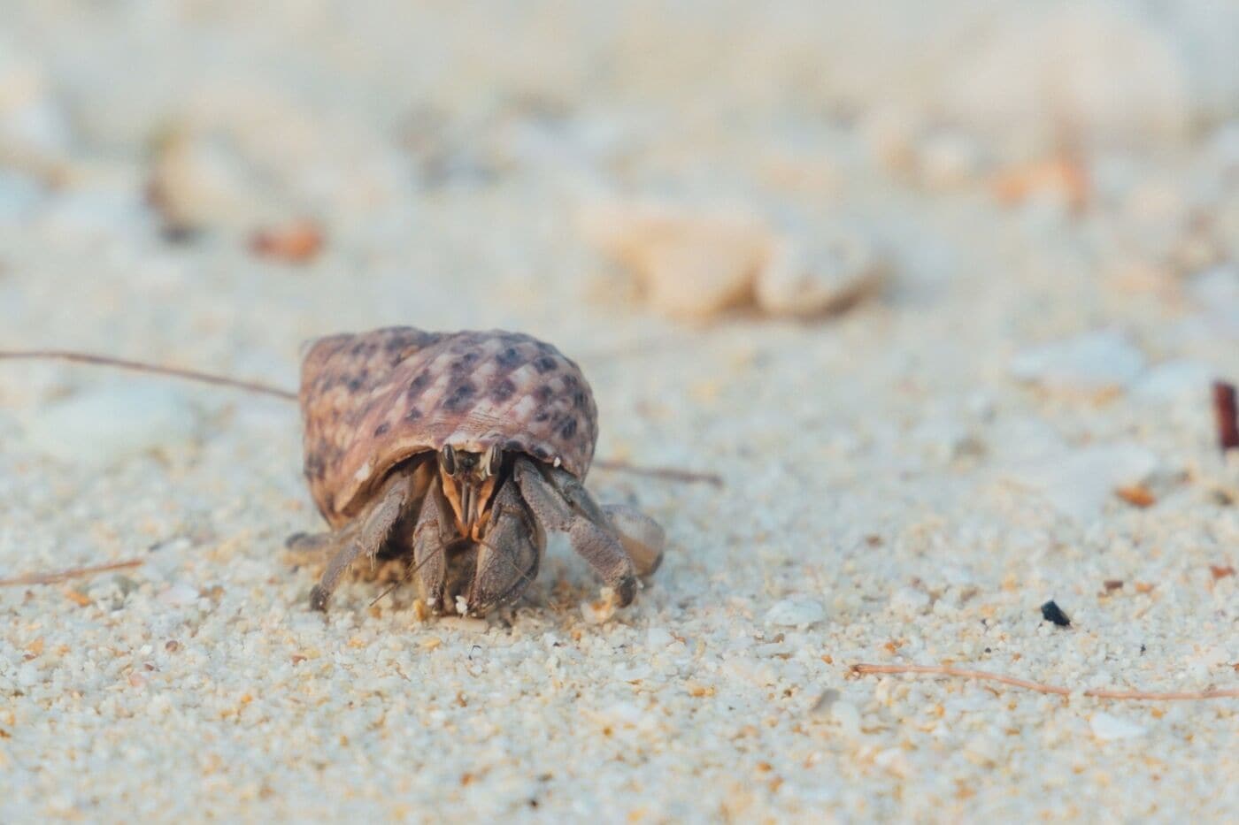 on the beach, sun-loungers, beach towels