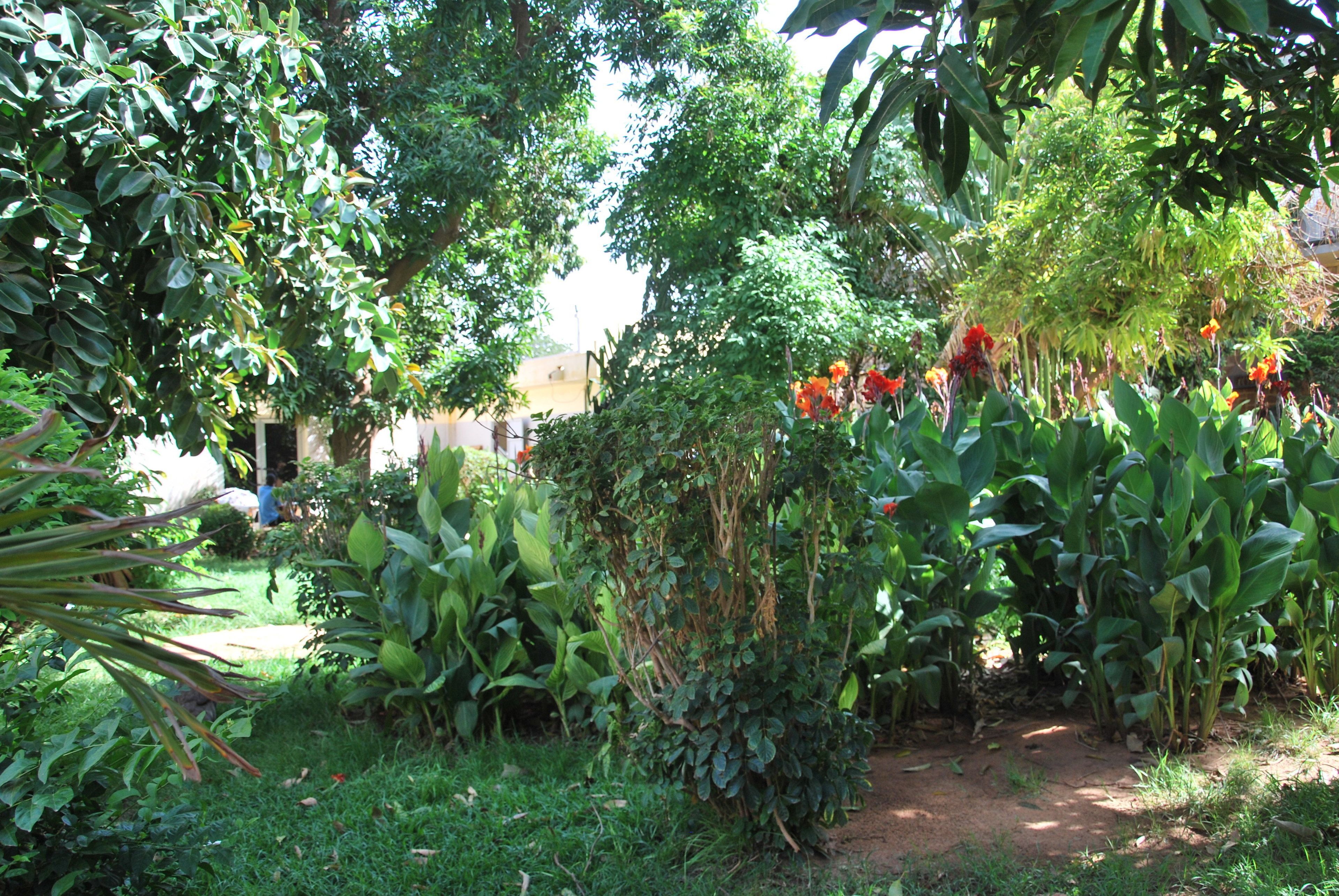 Un exuberante jardín con diversas plantas y flores, un sendero de tierra y un edificio al fondo.