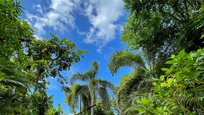 A stone pathway leading through a lush garden with various tropical plants and trees. - Grand Manita Beach Resort (Koh Samui)