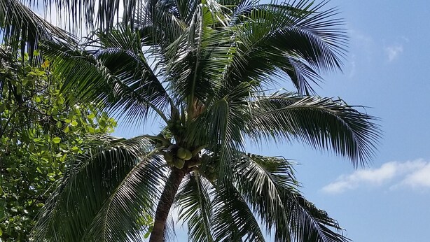 A swimming pool with a tiled edge, lounge chairs, and a palm tree. - Grand Manita Beach Resort (Koh Samui)