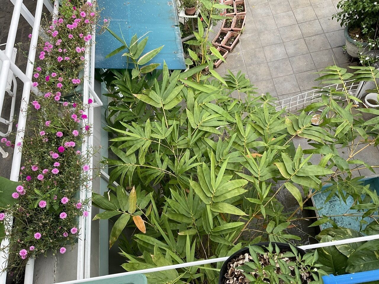 A balcony with a variety of potted plants and flowers.