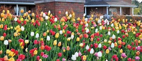 A garden of tulips in front of a building with balconies.