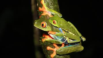 Two green frogs with orange eyes and limbs on a branch.