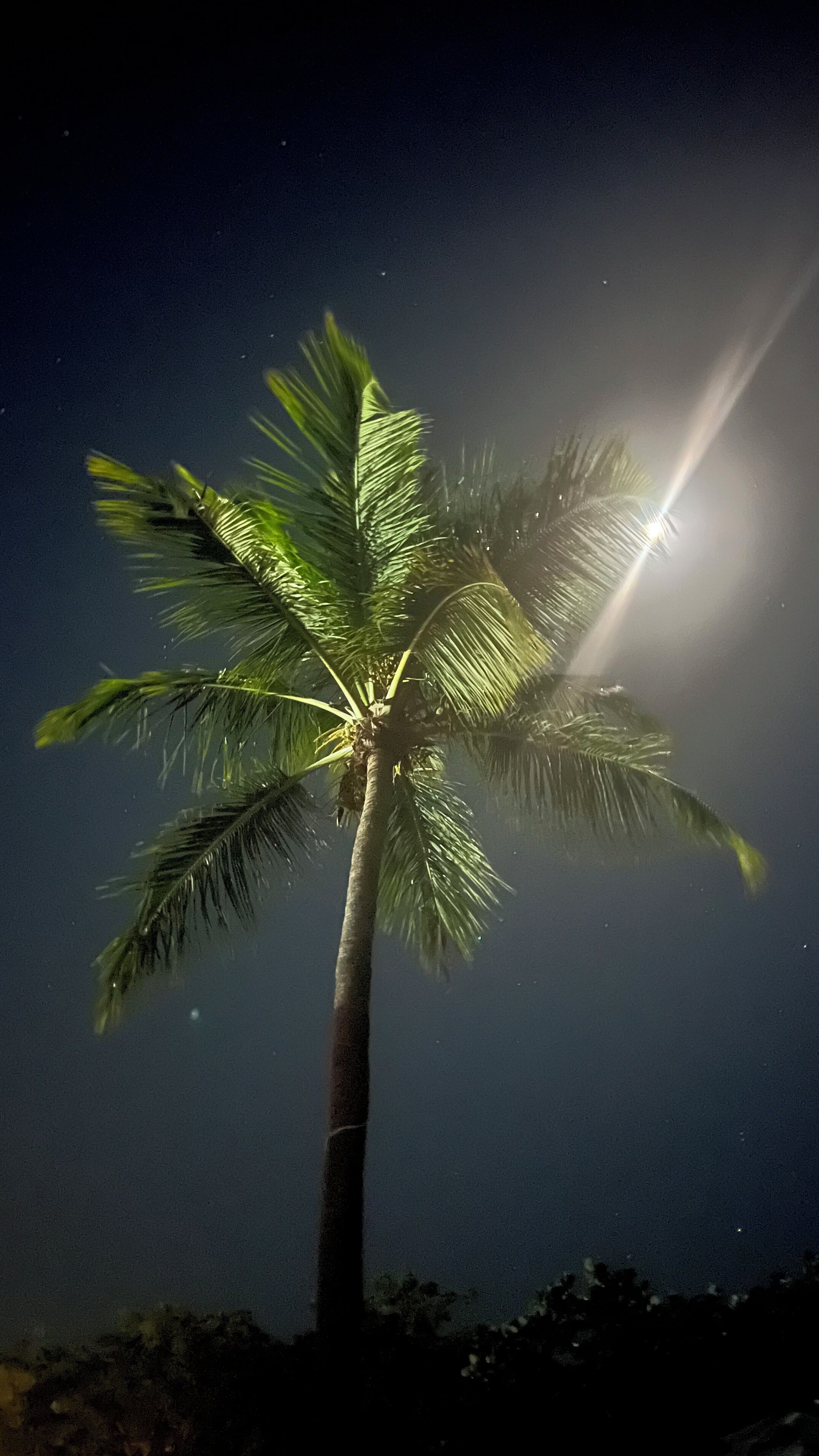 A palm tree against a night sky with a bright light source to the right.
