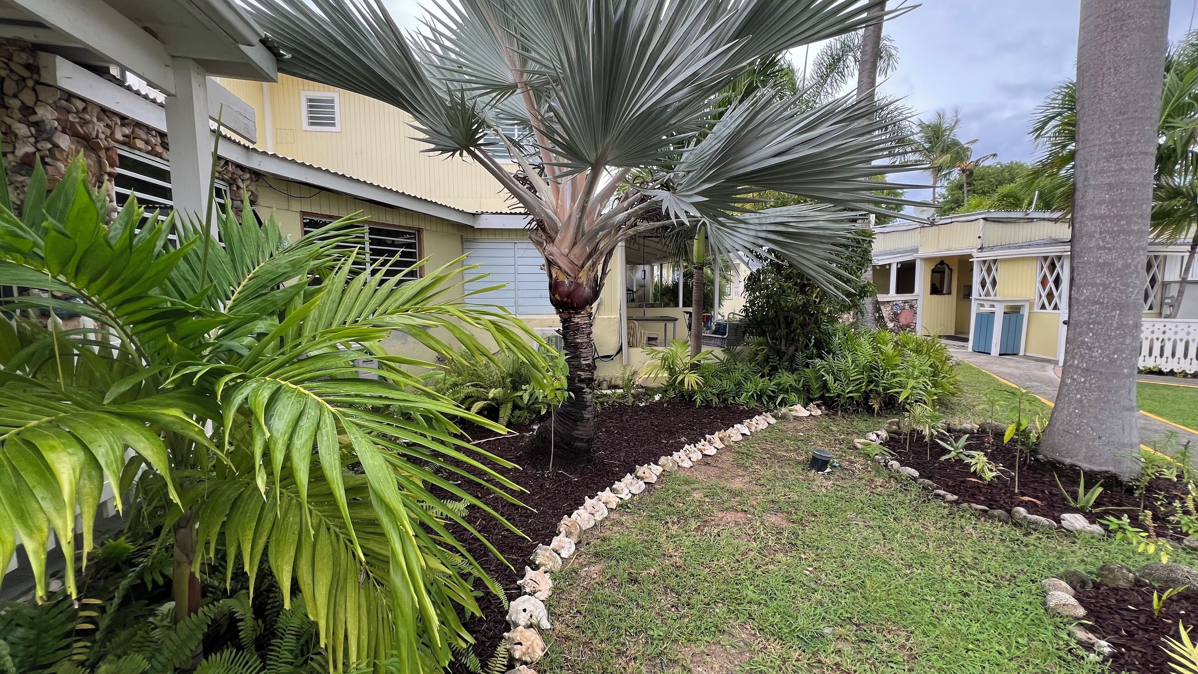 A residential area with a well-maintained garden, including a palm tree and various shrubs.