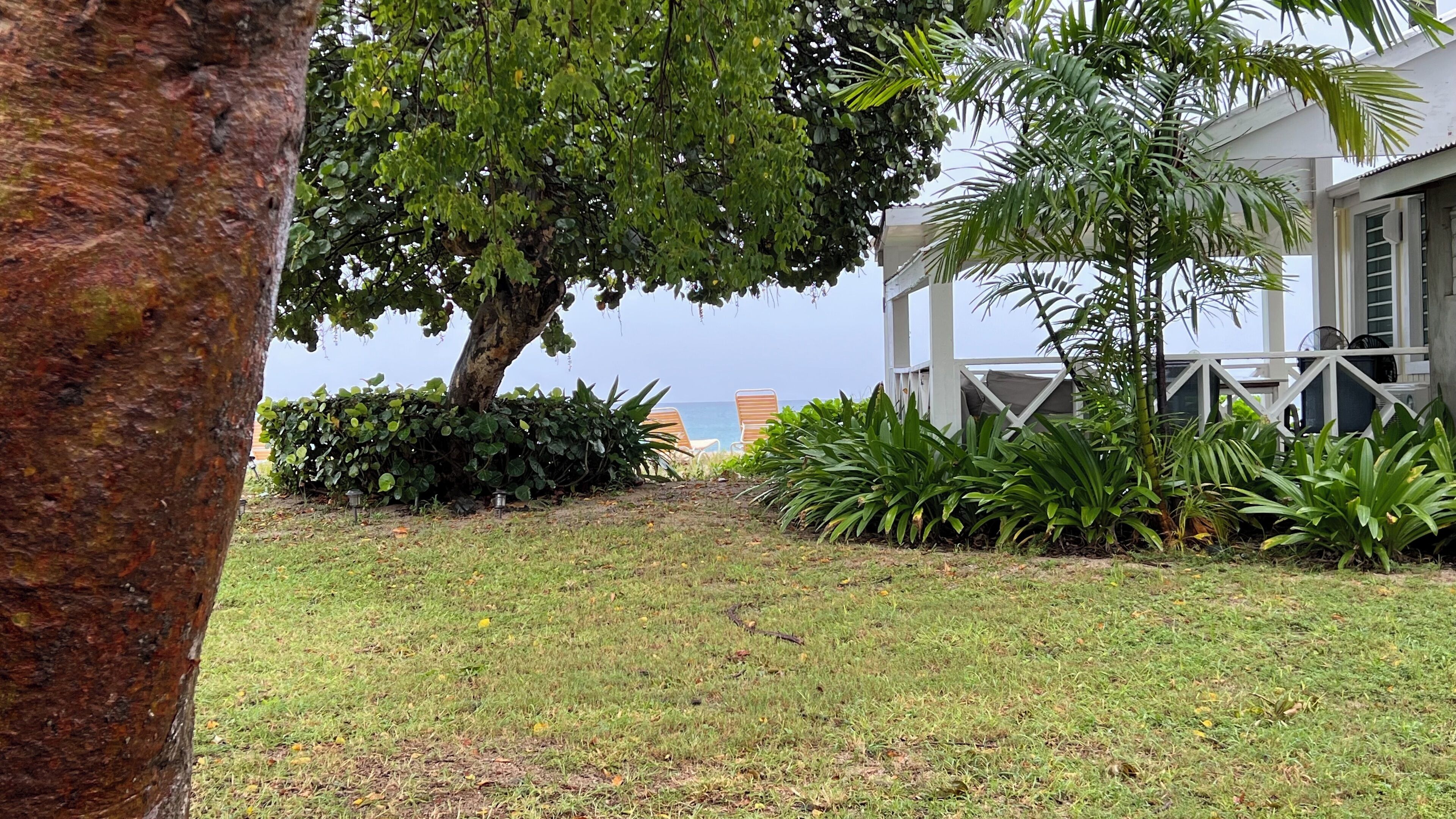 A grassy area with a tree, a white building with a balcony, and a view of the sea.