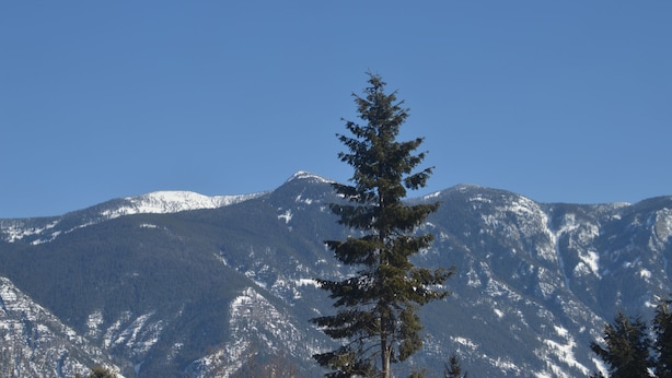 A mountain with snow-covered peaks and a single evergreen tree in the foreground.