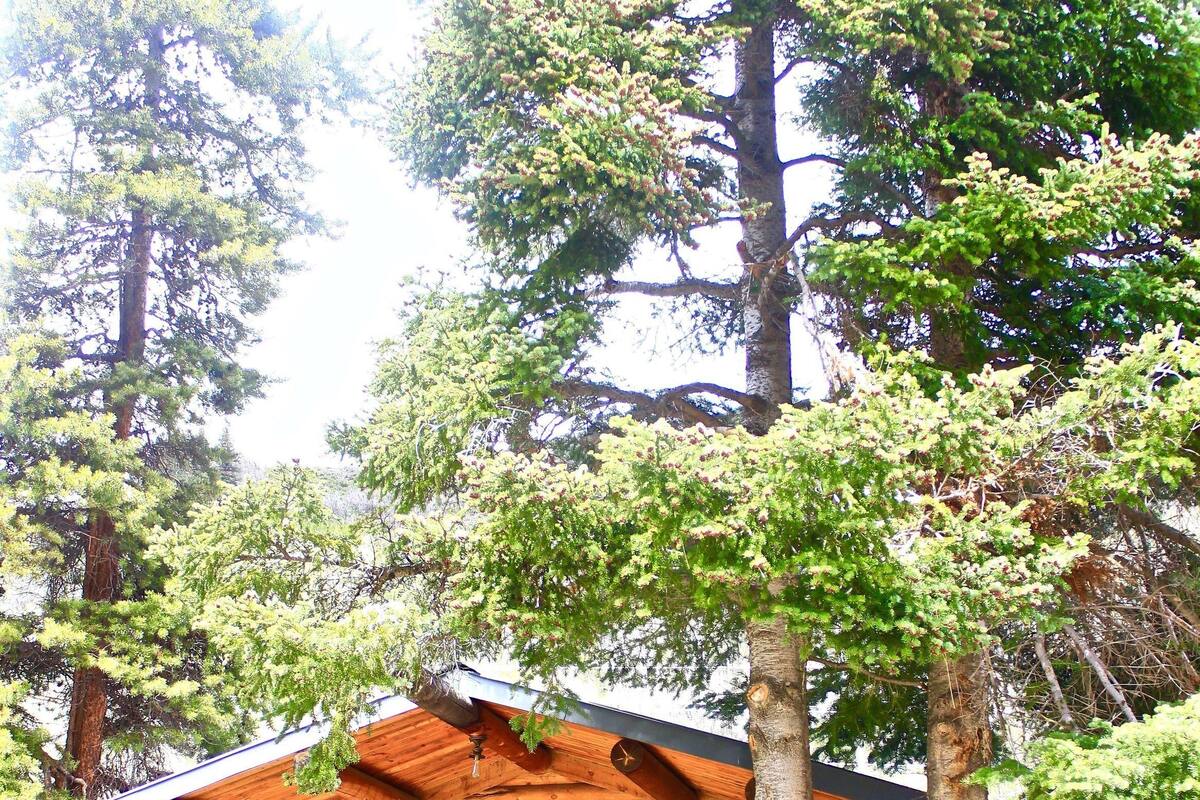 Cabin, 2 Bedrooms (Evergreen) | Terrace/patio