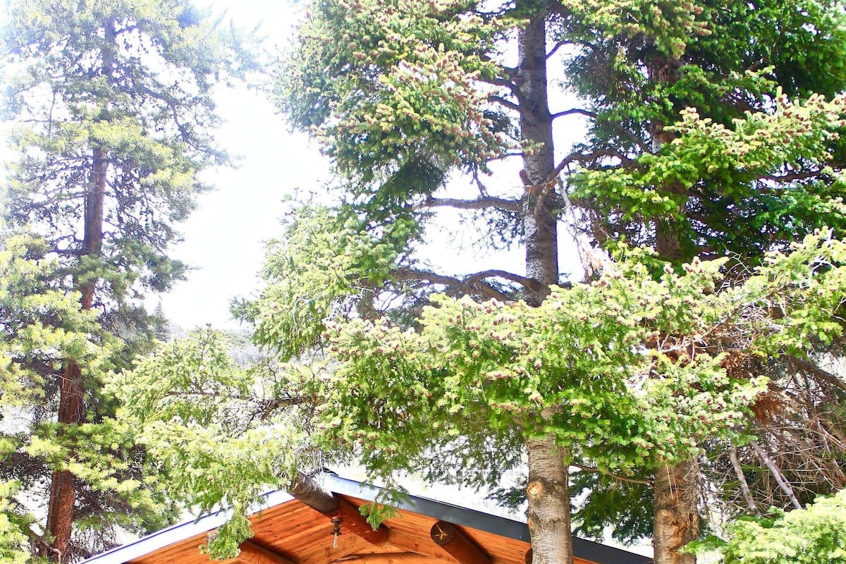 Kabin, 2 kamar tidur (Evergreen) | Teras/patio