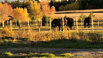 A fenced pasture with grazing cattle, trees, and a clear sky.