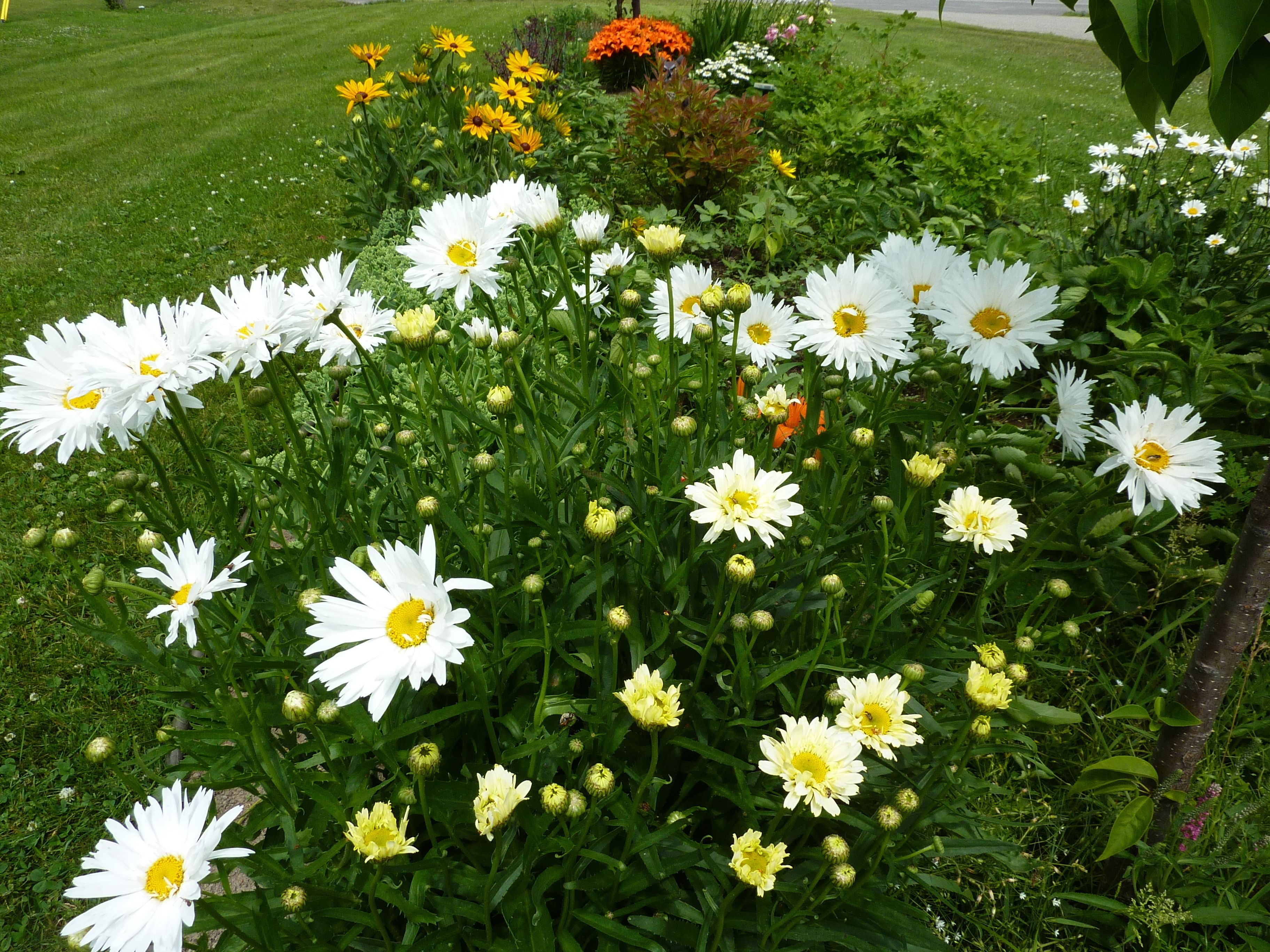 Foto - Motel Becancour