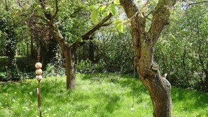 Un cadre naturel en plein air, avec des arbres et de l’herbe.