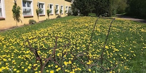 Jardim