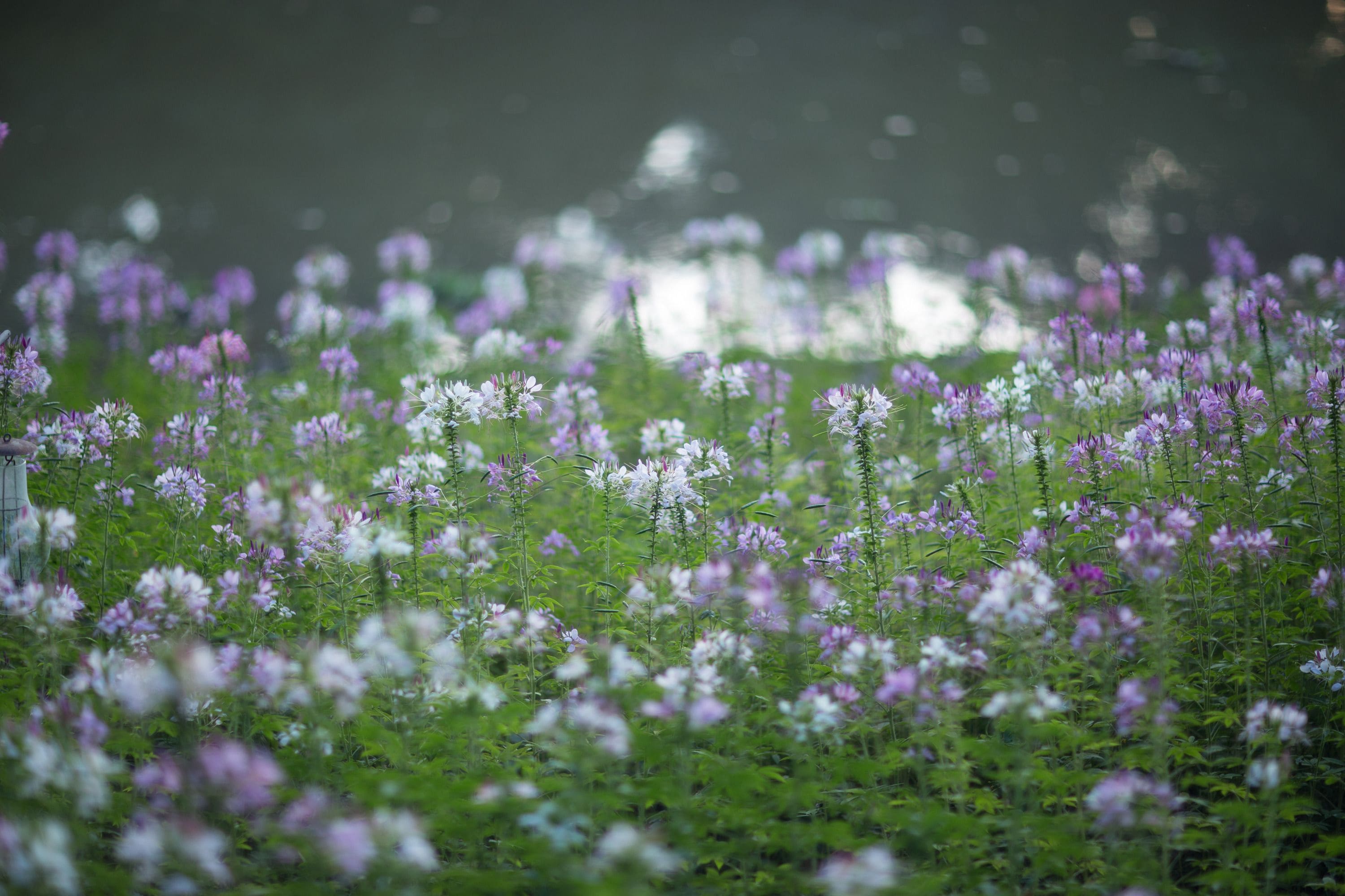 A field of purple and white flowers with a blurred background.