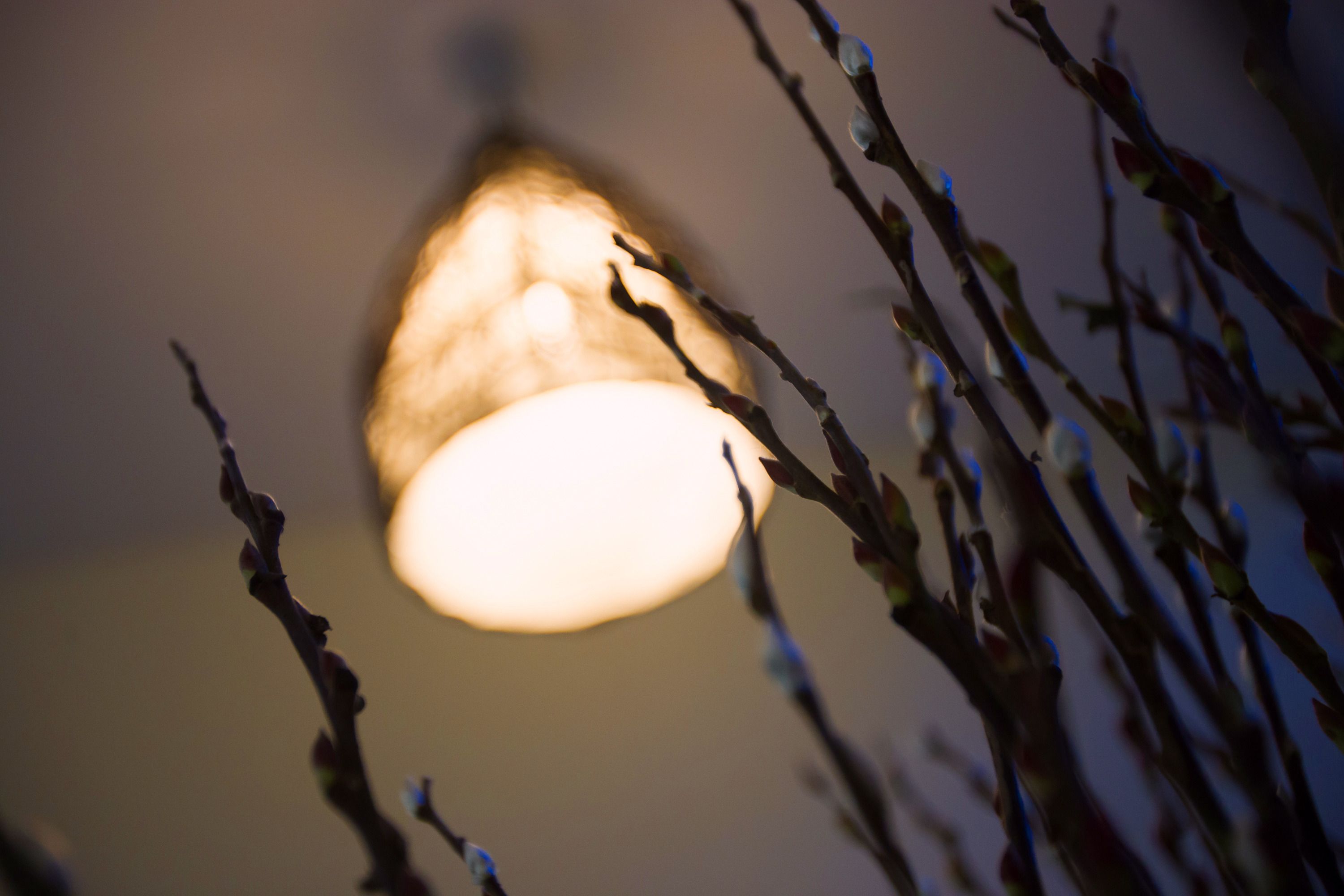 A close-up of a light fixture with a warm glow, surrounded by branches with budding leaves.