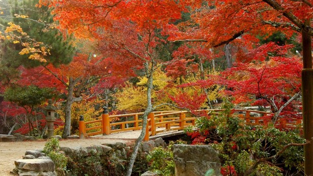 Un jardin japonais traditionnel avec un pont en bois, des lanternes en pierre et une variété d’arbres aux couleurs automnales.