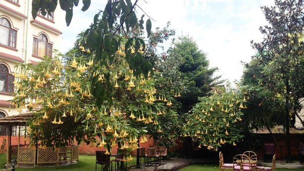 Ein Innenhof mit einer Pergola, Sitzgelegenheiten im Freien und einem Garten.