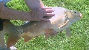 A person holding a large fish on grass. - Glebe Farm Apartments (Market Rasen)