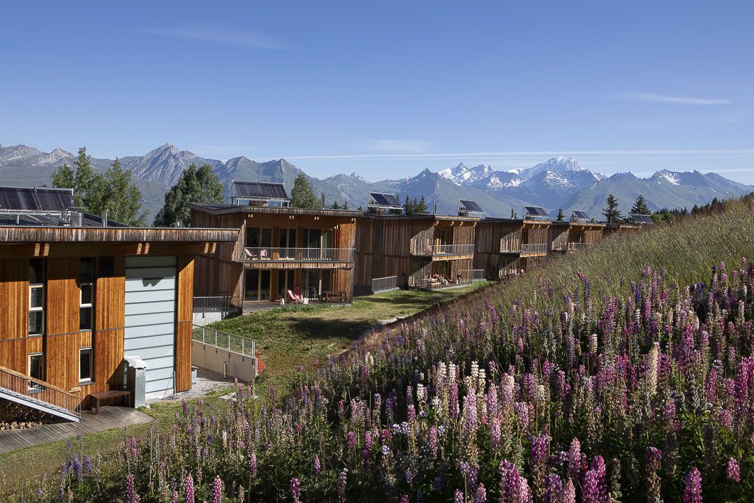 Una hilera de cabañas de madera con paneles solares, frente a un paisaje de montañas y un campo de flores púrpuras.