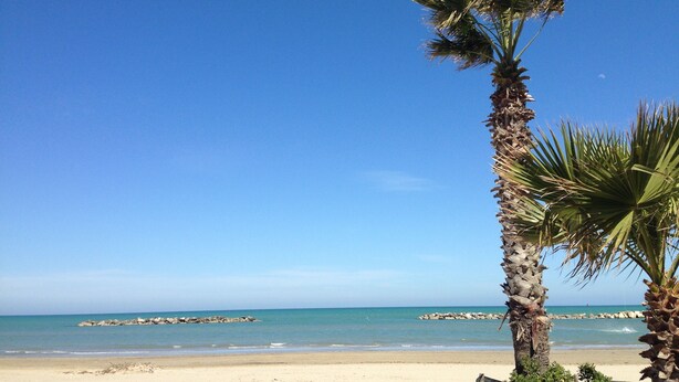 A beach with clear skies, calm water, and a palm tree. - Hotel Gabbiano (Porto San Giorgio)
