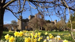 A castle with a garden of daffodils in front. - Augill Castle (Kirkby Stephen)