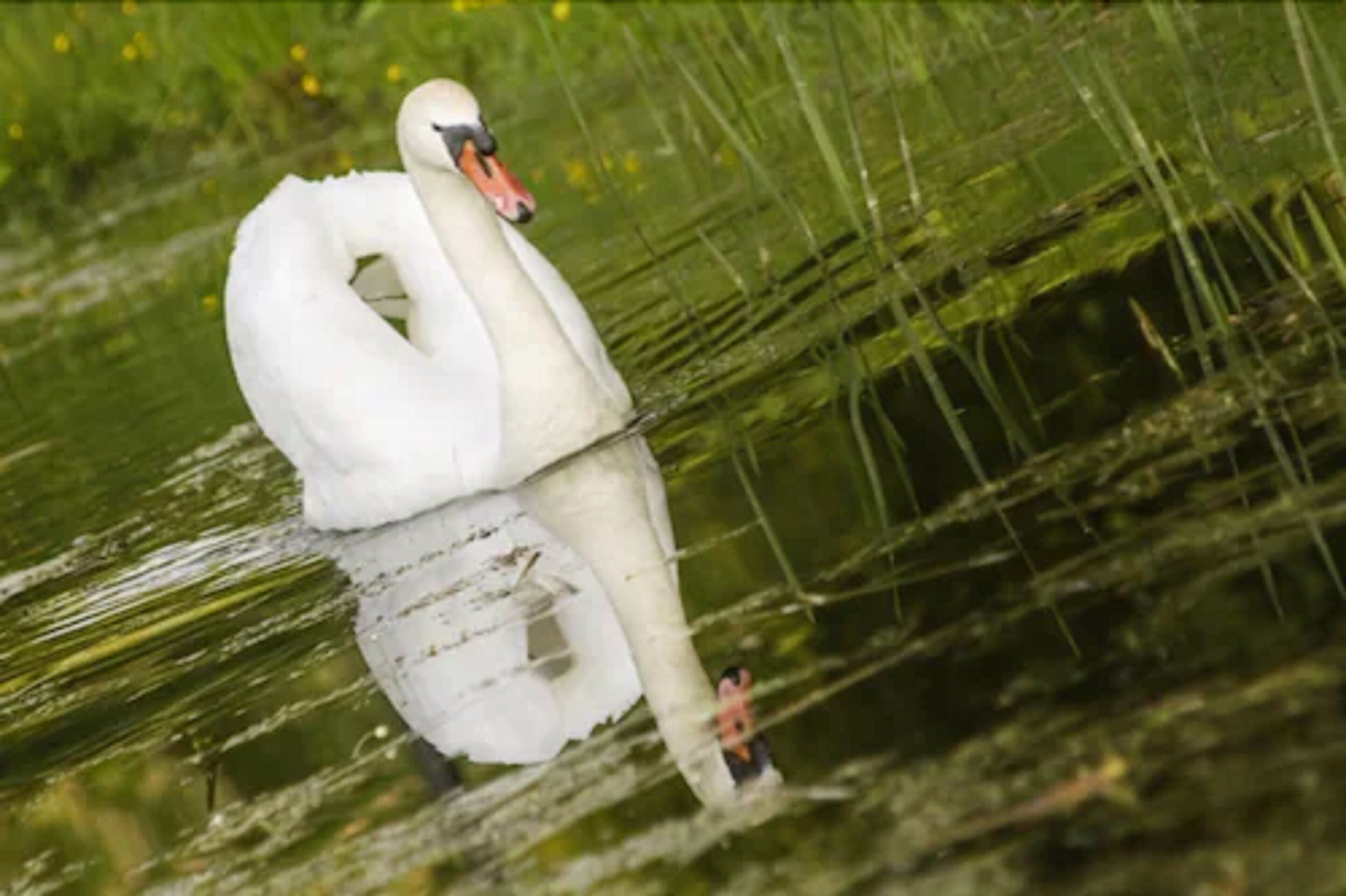 A swan in a pond surrounded by green vegetation.