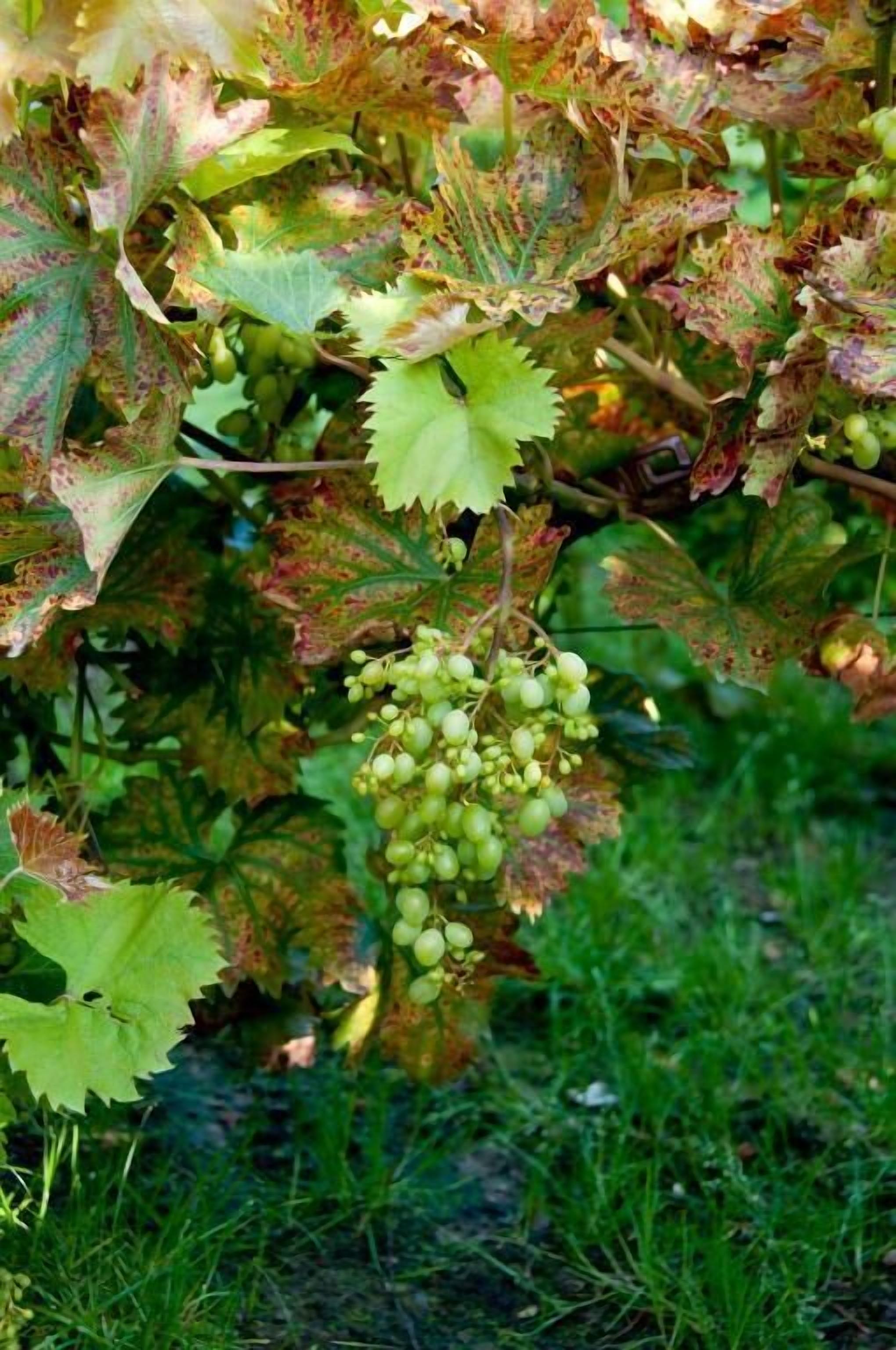 A vineyard with clusters of green grapes hanging from the vine.