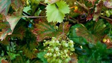 A vineyard with clusters of green grapes hanging from the vine.