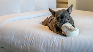 A dog lying on a bed with a pillow, a wall with a framed picture, and a door in the background. - The Corner London City (London)