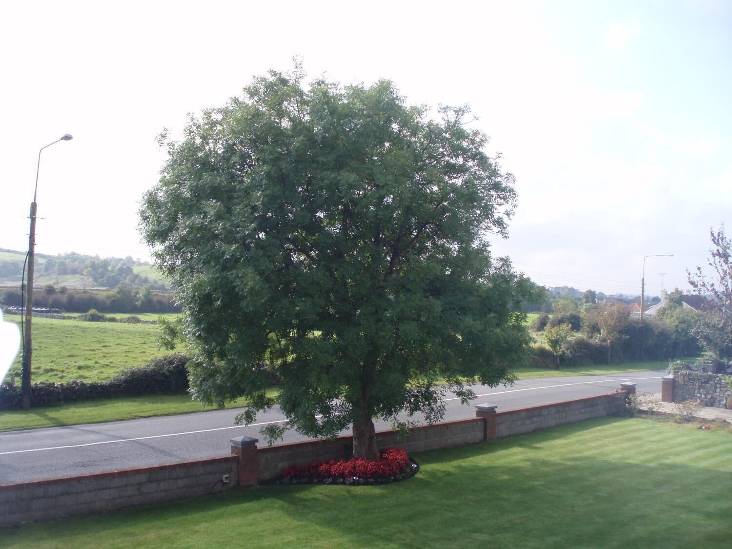 A tree-lined road with a stone wall and a grassy area with red flowers.