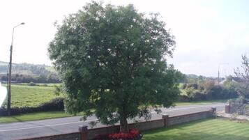 A tree-lined road with a stone wall and a grassy area with red flowers.