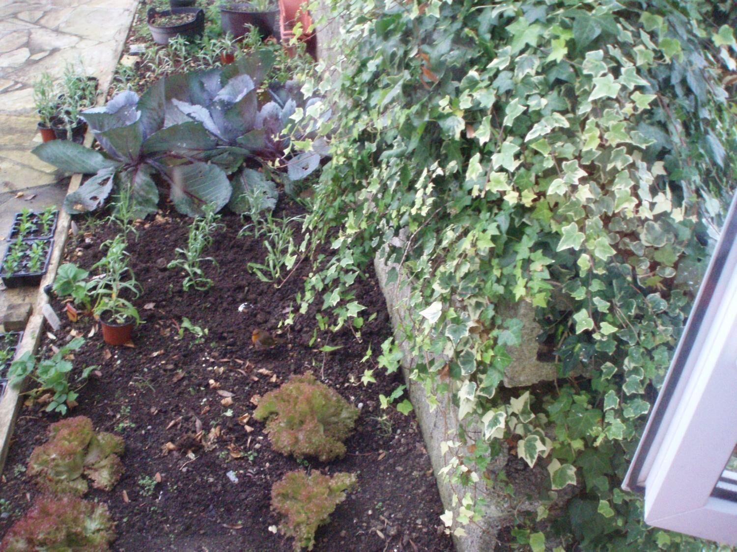 A garden with various plants, including leafy greens and a climbing vine.