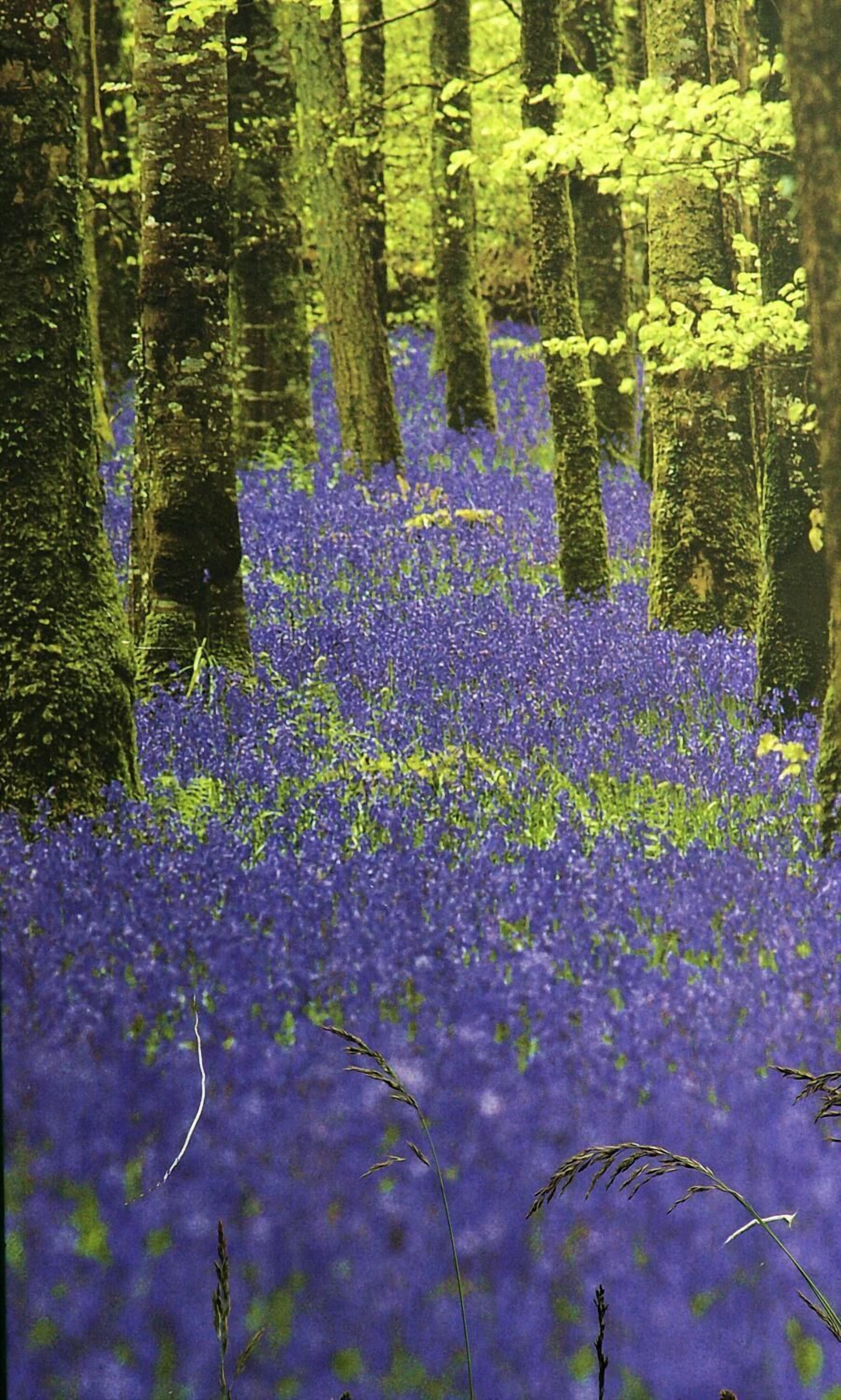 A forest floor covered with blue flowers, surrounded by tall trees.