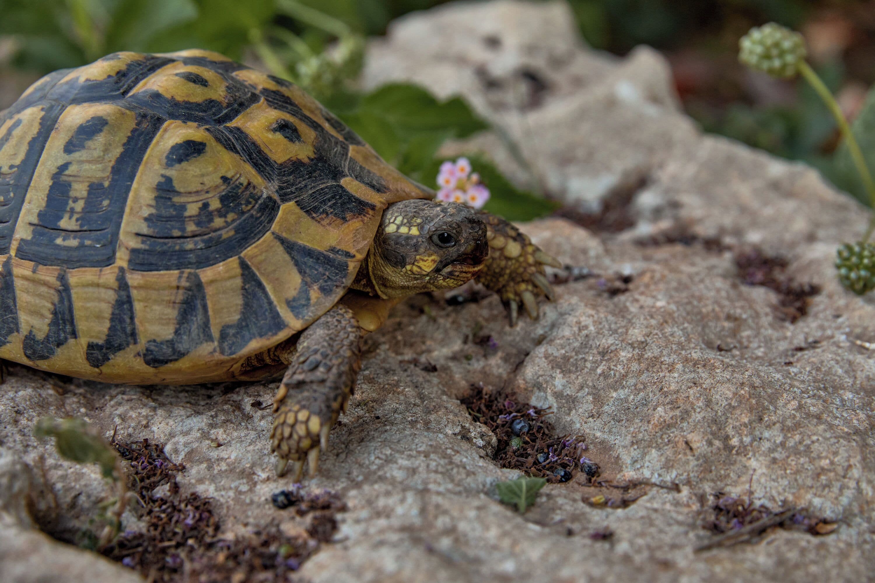 Foto - Son Granot Hotel Rural