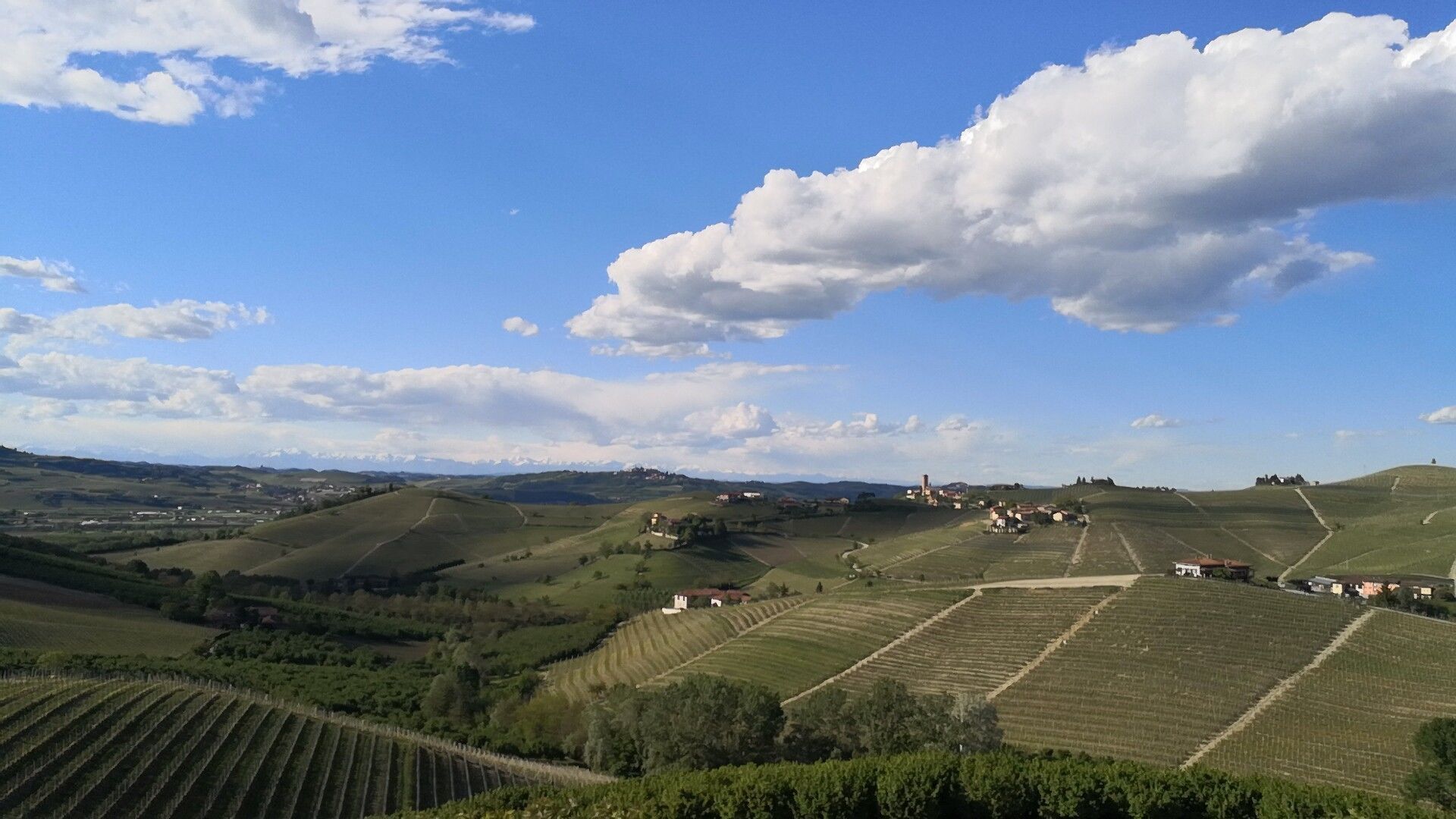 A vineyard landscape with terraced fields and scattered buildings.