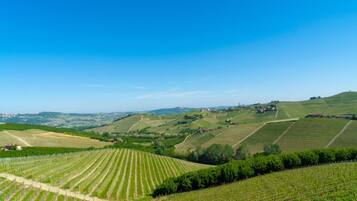 A vineyard landscape with rows of grapevines and rolling hills.