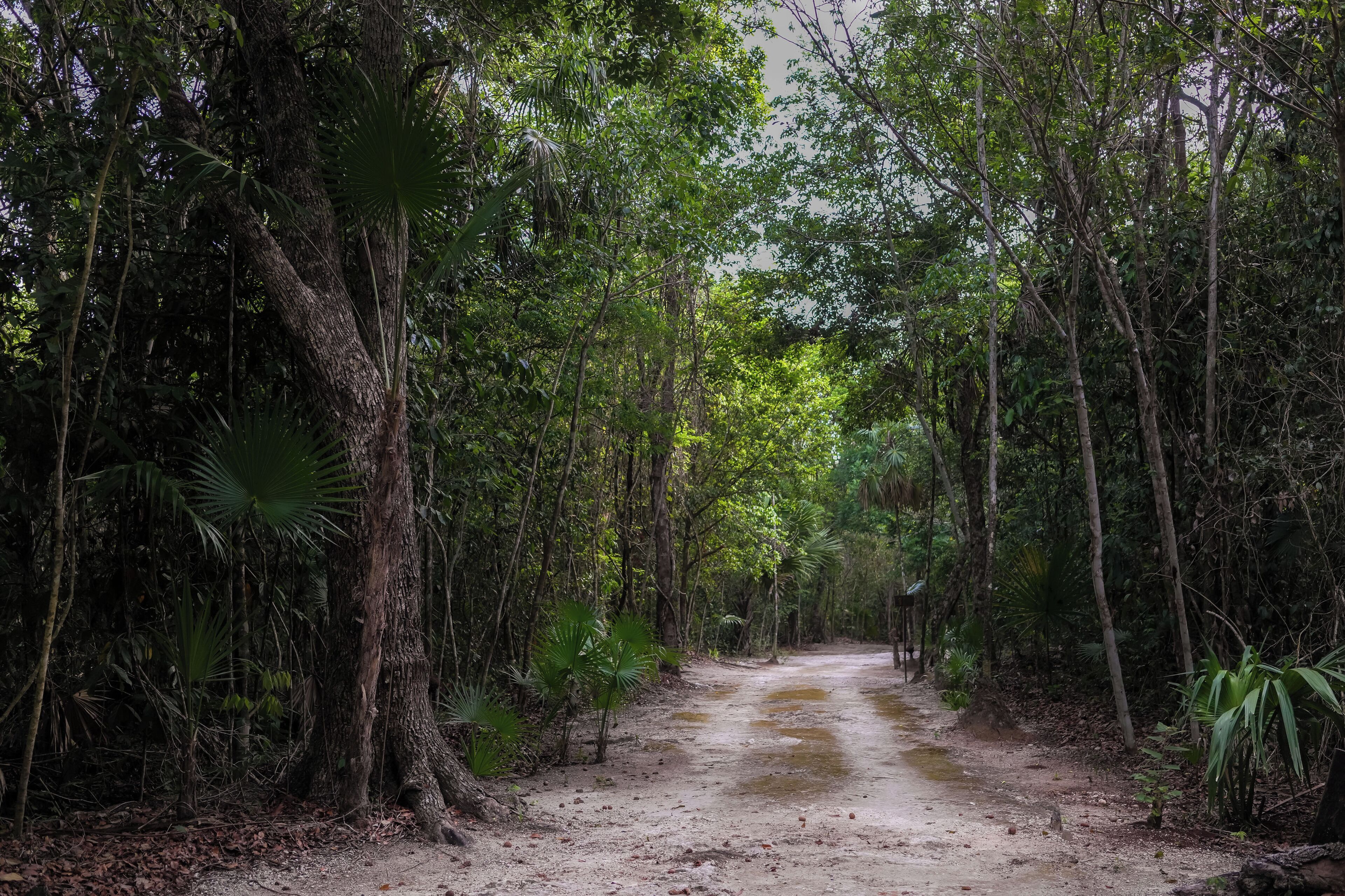 Un sendero arbolado con árboles densos y un camino de tierra.