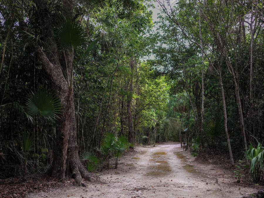 Un sendero arbolado con árboles densos y un camino de tierra.