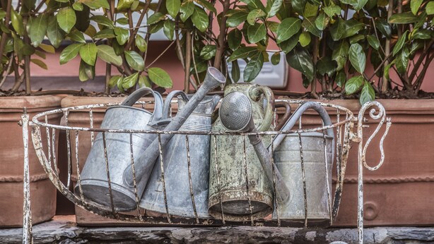 Un soporte metálico para regaderas lleno de varias regaderas metálicas, ubicado frente a una planta en maceta.