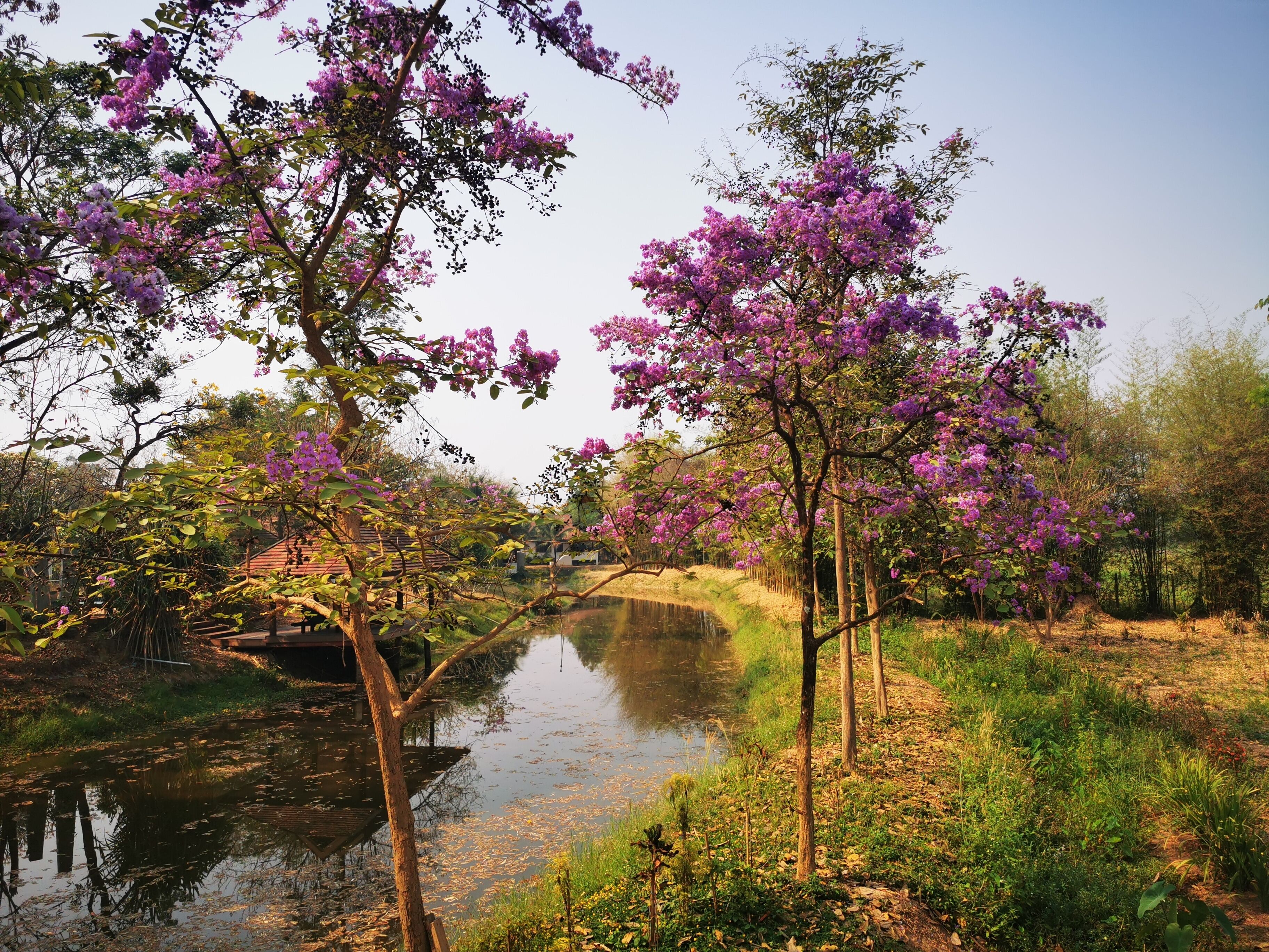 Un paisaje tranquilo a orillas del río, con árboles y un puente de madera.