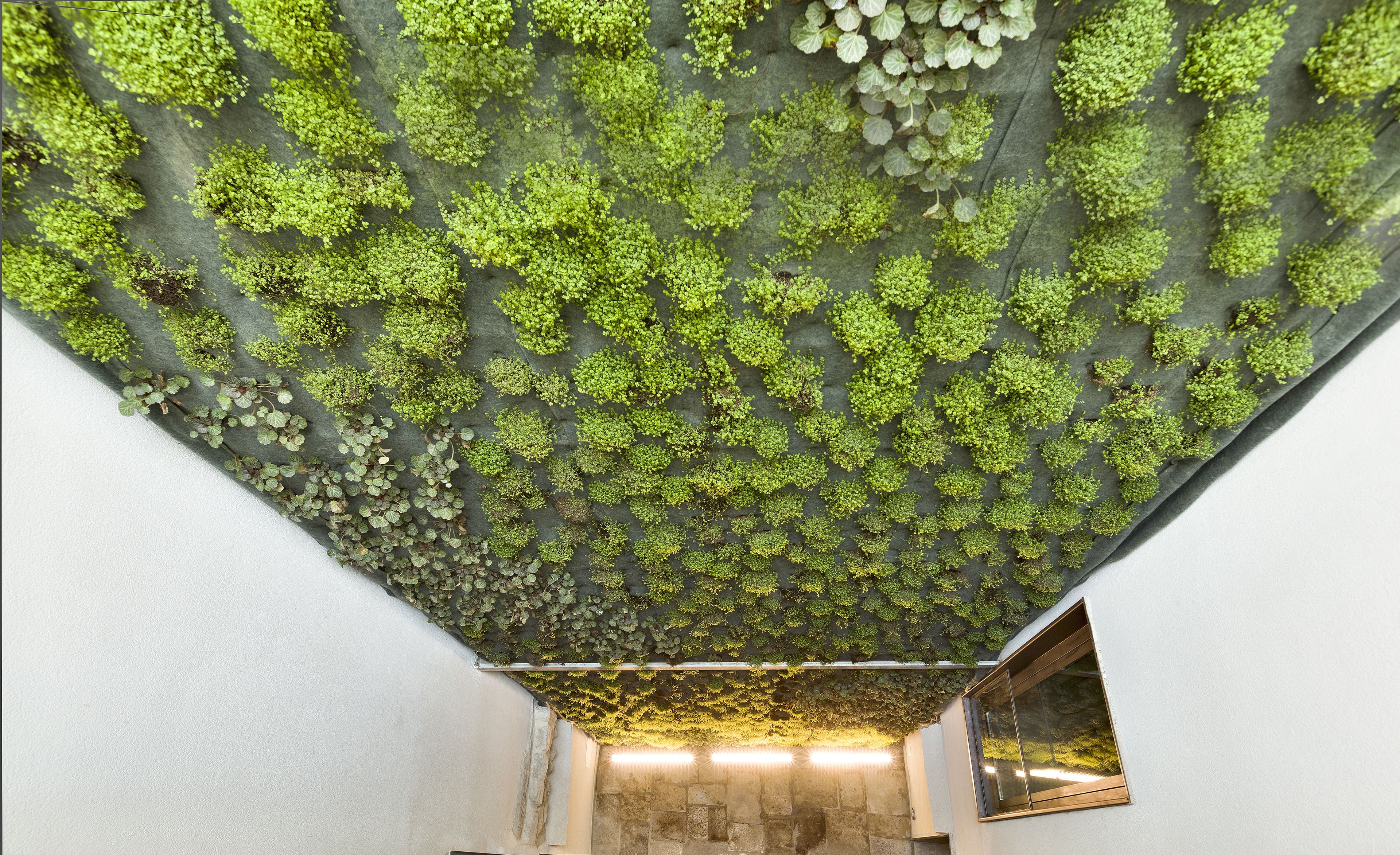 Un plafond recouvert de mousse verte, un mur de pierre et une fenêtre donnant sur le ciel.