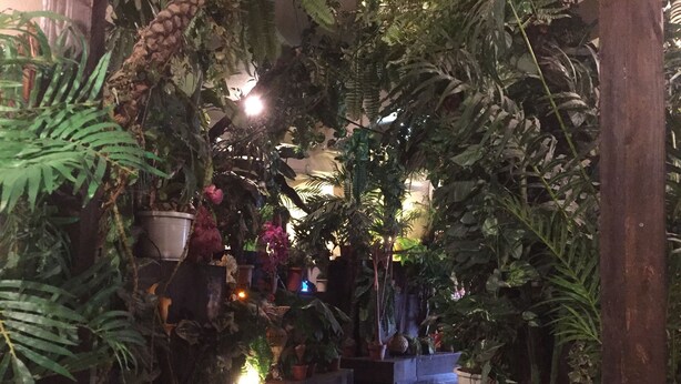 An indoor garden with various potted plants and a wooden walkway. - Stella Resort - Hostel (Naha)
