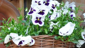 A wicker basket filled with white and purple pansies.