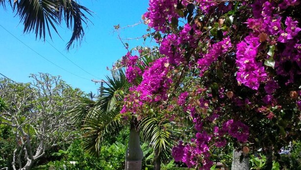 Un jardín con vibrantes flores de buganvilla rosa, palmeras y un césped bien cuidado.