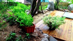 Un jardin agrémenté de plantes en pot, une terrasse en bois et un mur de pierre.